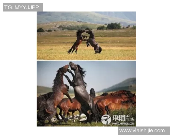 木浦市与中浪野马激战正酣谁能在这场较量中笑到最后